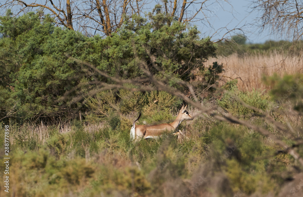 Thomson's gazelle on savanna in National park. Springbok, sand gazelle Thomson's gazelle on savanna in National park. Springbok, sand gazelle