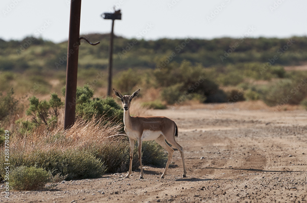 Springbok, sand gazelle (Gazella marica), Arabian Peninsula Springbok, sand gazelle (Gazella marica), Arabian Peninsula