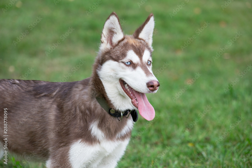 Cute siberian husky puppy is standing on a green grass in the park. Pet animals.