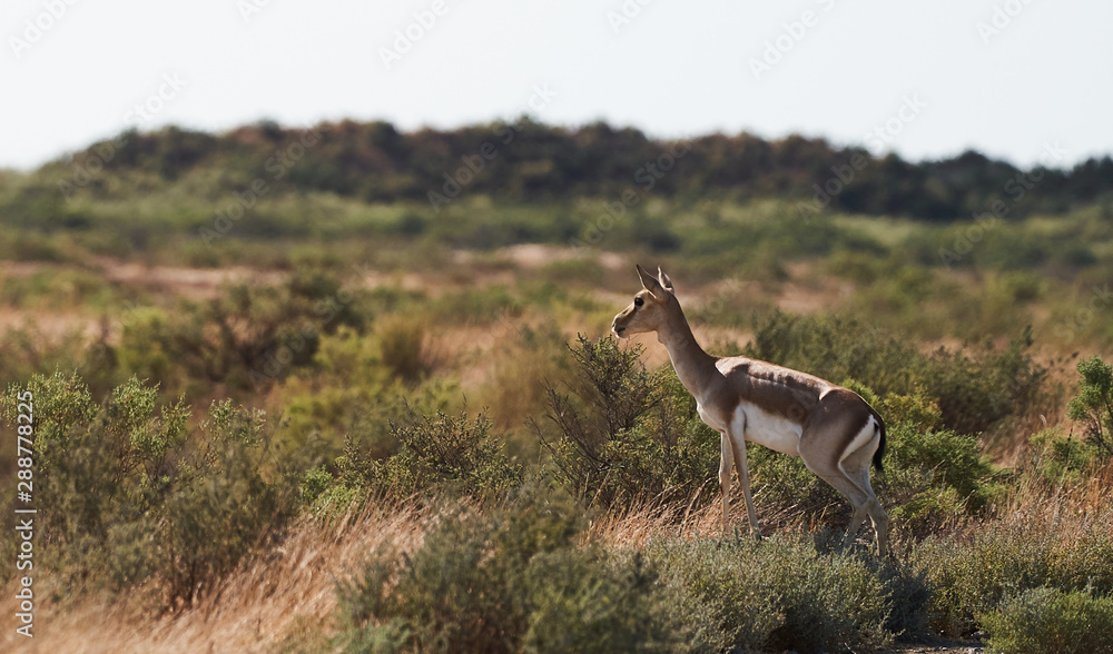 Springbok, sand gazelle (Gazella marica), Arabian Peninsula Springbok, sand gazelle (Gazella marica), Arabian Peninsula