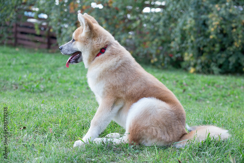 Cute akita inu puppy is sitting on a green meadow. Pet animals.