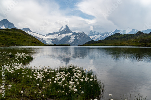 Bachalpsee in Grindelwald mit Eiger  M  nch und Jungfrau im Hintergrund und Wollblumen im Vordergrund