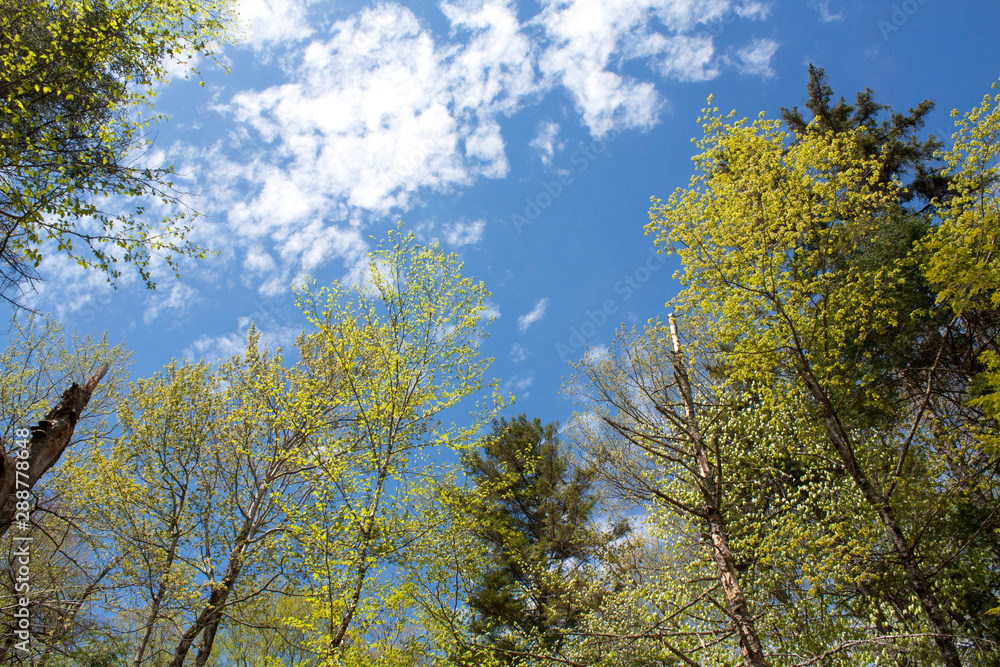 Fototapeta premium Bright green trees against blue sky