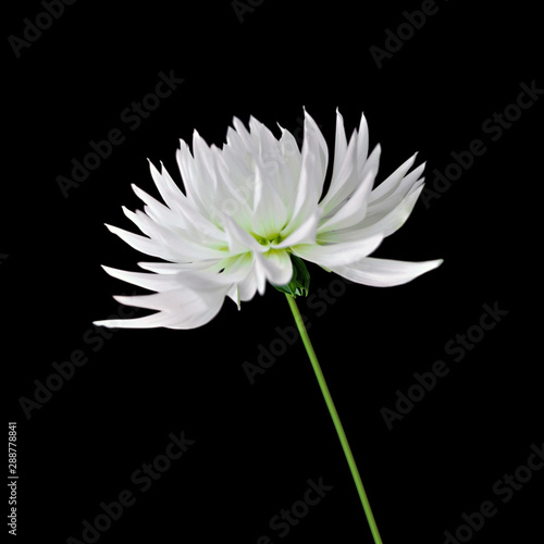 Fototapeta Naklejka Na Ścianę i Meble -  White dahlia flower isolated on a black background