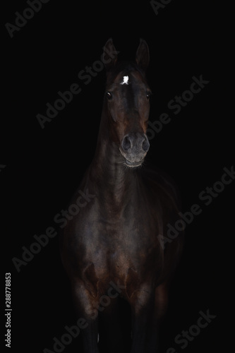 portrait of beautiful horse isolated on black background