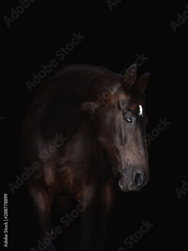 portrait of beautiful bay horse isolated on black background