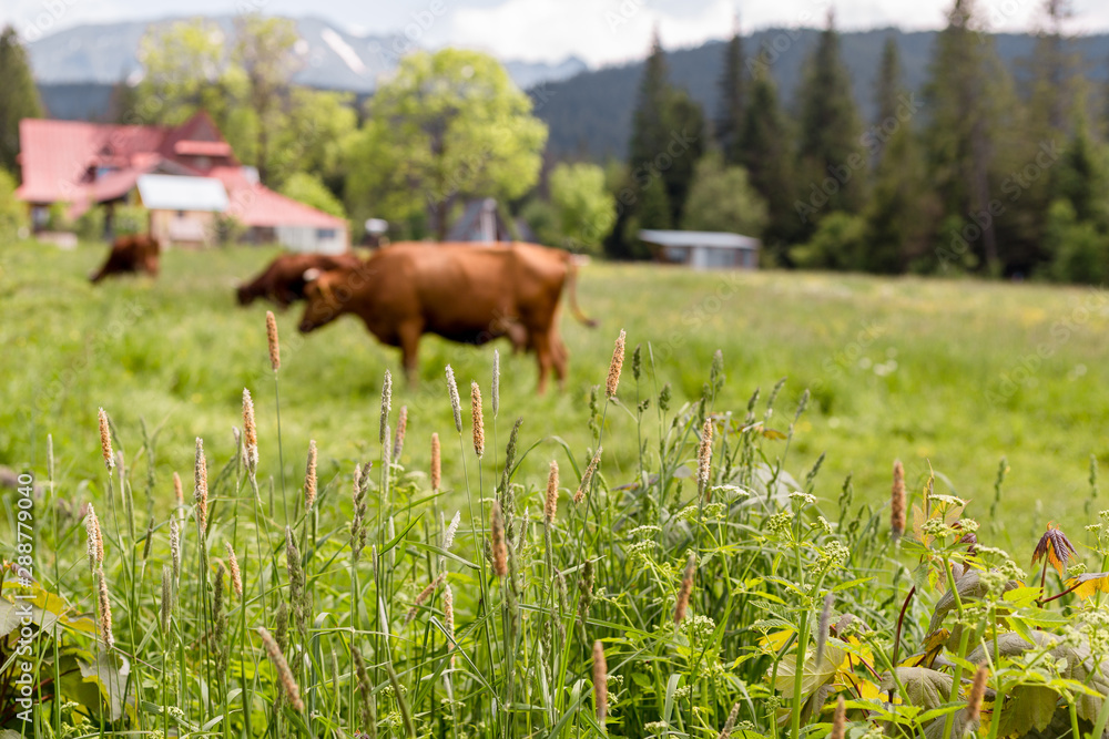 Blurred background of cows on green grass. Grass in the foreground. Mountain tree scene.