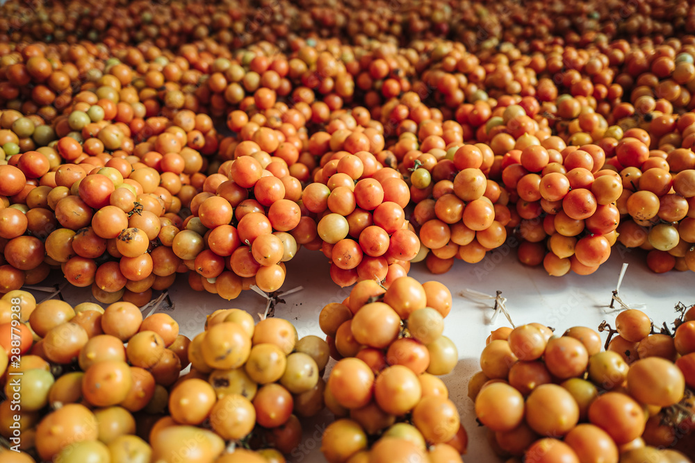 Cherry tomatoes hanging on the wall in the south of Italy Cherry tomatoes hanging on the wall in the south of Italy