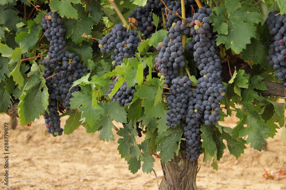 cluster of raw blue grape hanging in a vine, grape bush 