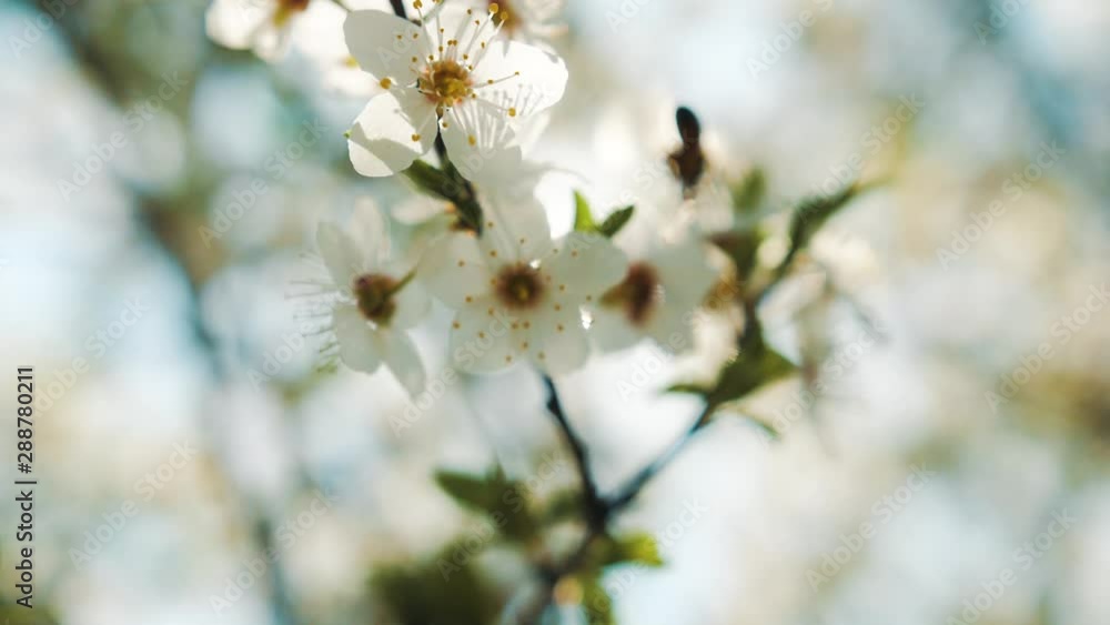 bee pollinating flowering trees, slow motion bee pollinating flowering trees, slow motion