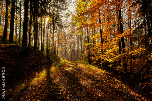 Beautiful and peaceful autumn scene, a road leading towards sun peaking through the trees. Leaves of many warm tones and colors, long shadows, haze and warmth. Pure nature, clean and amazing.