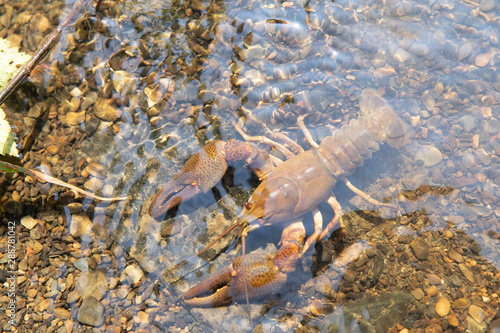 River crayfish in its natural habitat.