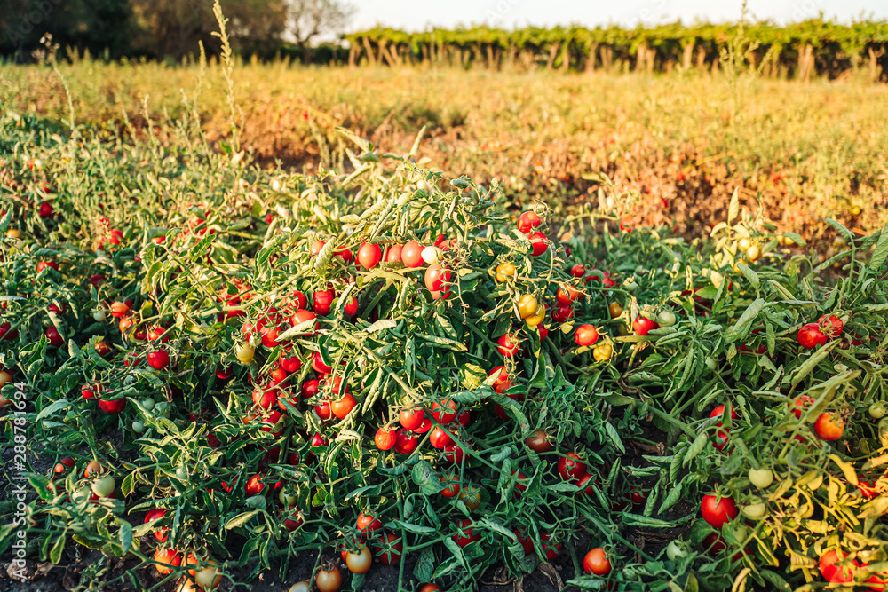 Cultivation of cherry tomatoes in Puglia, south of Italy