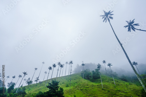 View on wax palm trees of Cocora Valley next to Salento, Colombia