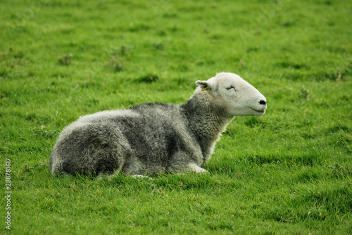 Herdwick sheep sat in a field near Keswick in the English Lake District