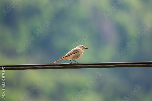 Female Black redstart standing on electric cable close up