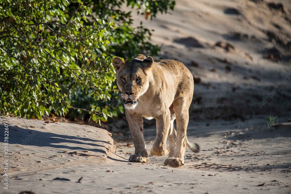 Obraz premium A Namibian desert lioness in the Huanib Valley reserve in Namibia