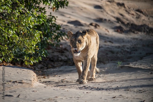 A Namibian desert lioness in the Huanib Valley reserve in Namibia