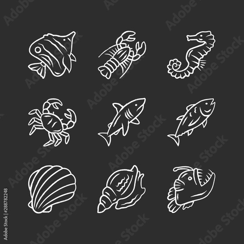 Marine animals chalk icons set. Swimming shark, anglerfish, butterflyfish. Underwater creature. Aquatic organism. Seafood restaurant. Lobster, crab, tuna. Isolated vector chalkboard illustrations