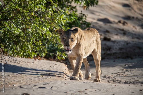 A Namibian desert lioness in the Huanib Valley reserve in Namibia