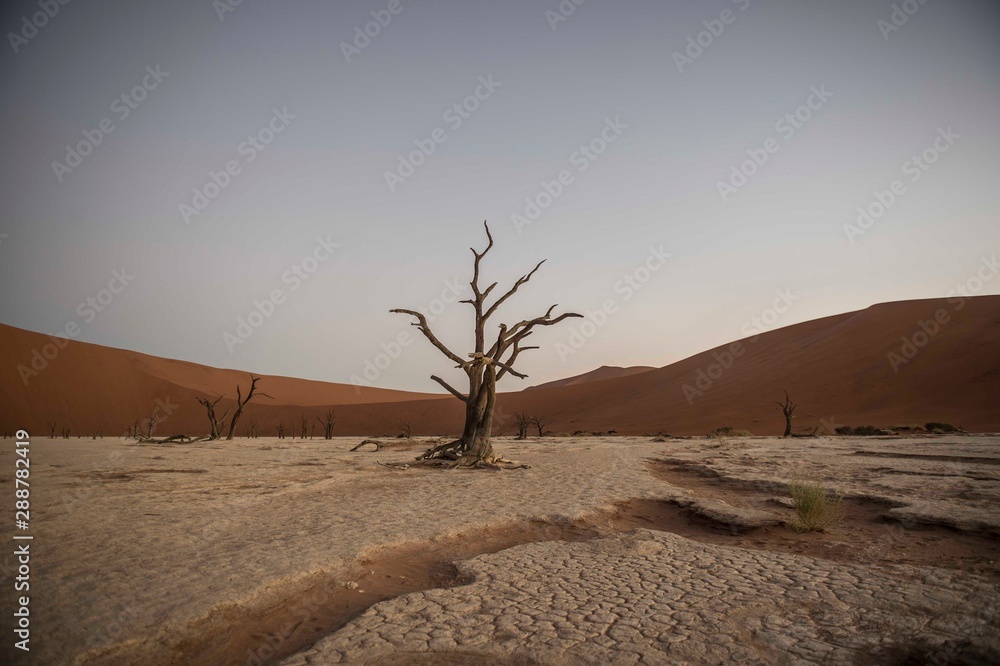 A fossilised tree in Deadvlei, Namibia