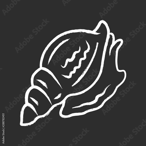 Triton chalk icon. Large mollusk with spiral shell. Tropical seashell. Sea snail. Underwater world inhabitant. Predatory aquatic mollusk. Marine creature. Isolated vector chalkboard illustration