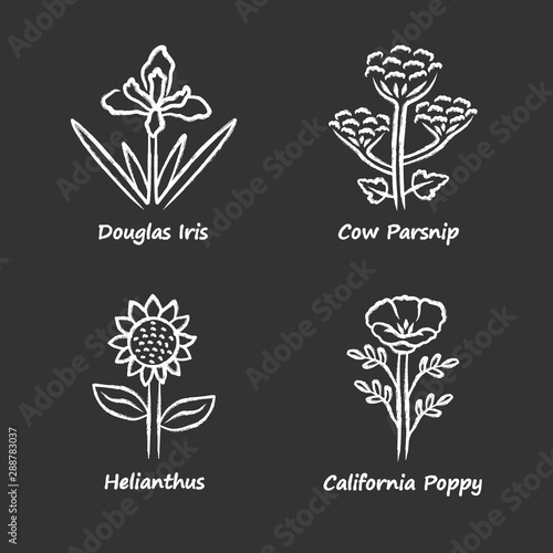 Wild flowers chalk icons set. Douglas iris, cow parsnip, helianthus, california poppy. Blooming wildflowers, weed. Spring blossom. Field, meadow herbaceous plants. Isolated chalkboard illustrations