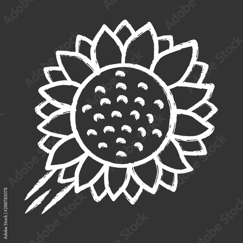 Helianthus chalk icon. Sunflower head. Field blooming flower. Agriculture symbol. Wild plant. Summer blossom. Isolated vector chalkboard illustration