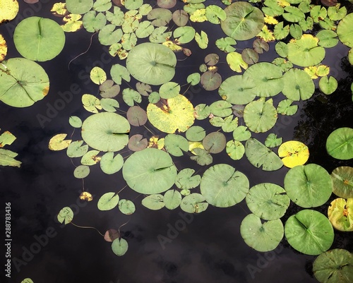 Lilypads