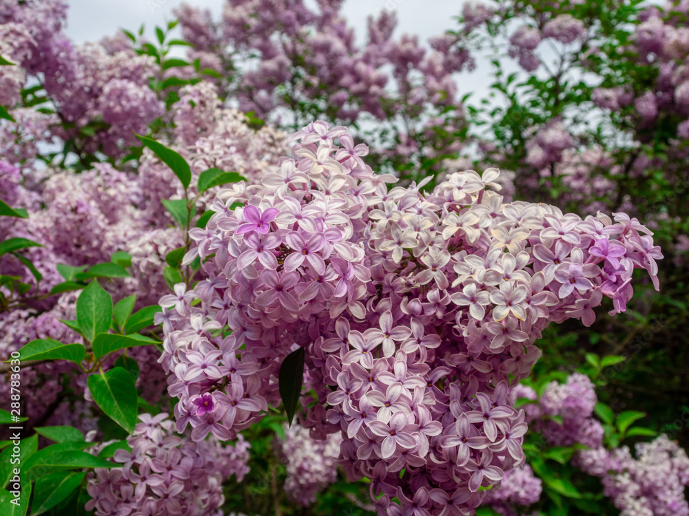 Fototapeta premium Lilac flowers.