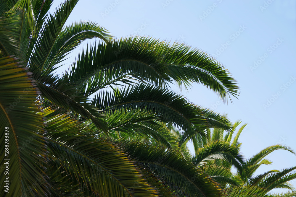 Close-up partial view of the crowns of coastal palm trees in Santa Barbara with blue sky behind