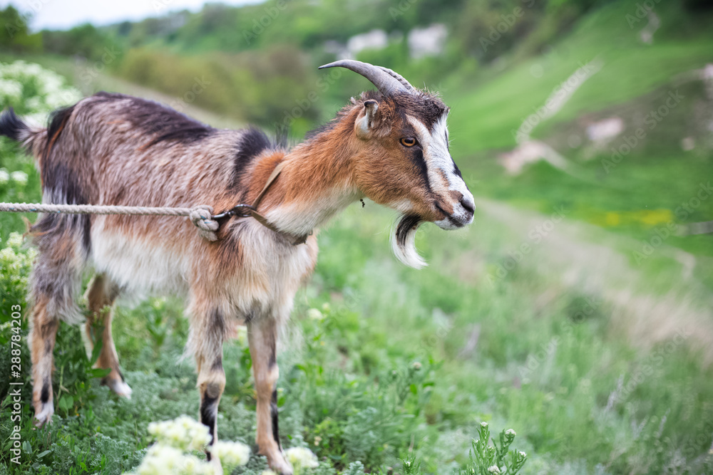 Cute goat in green meadow.