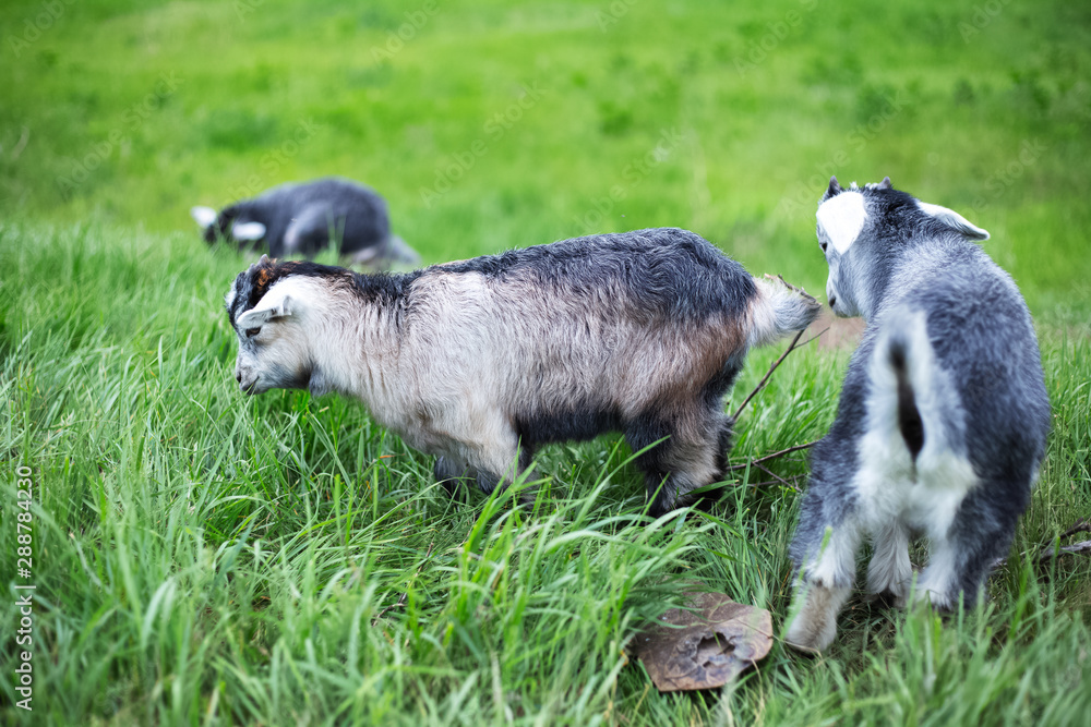 Grey baby goats in green field.