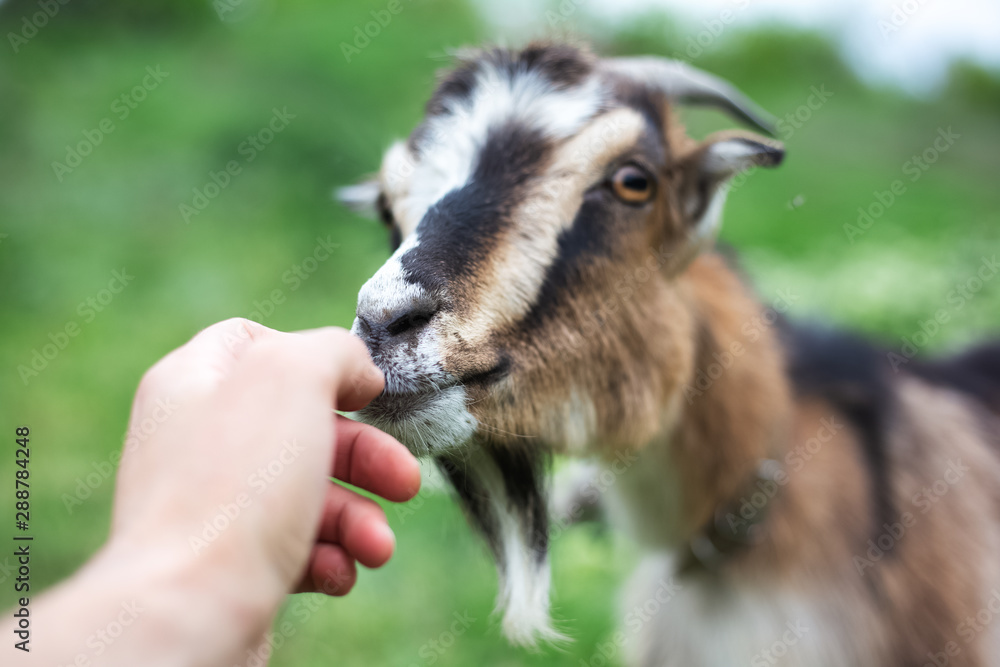 Friendly goat in green meadow.