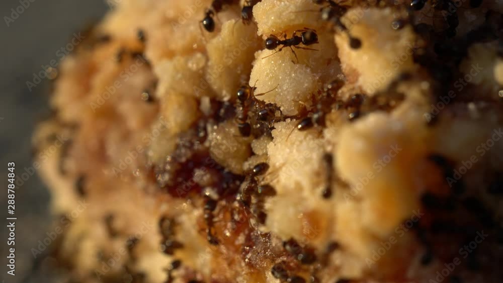 Ants carrying food, teamwork of ants Ants carrying food, teamwork of ants