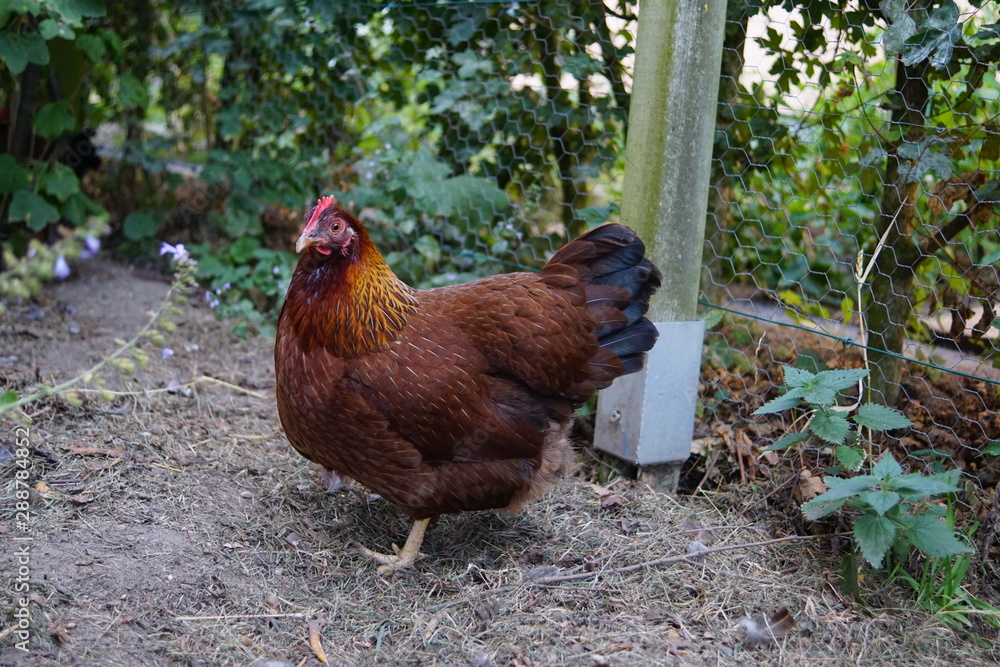Fototapeta premium welsumer chicken