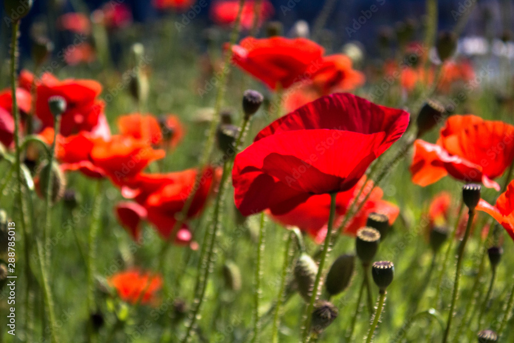 Obraz premium red poppies in a field