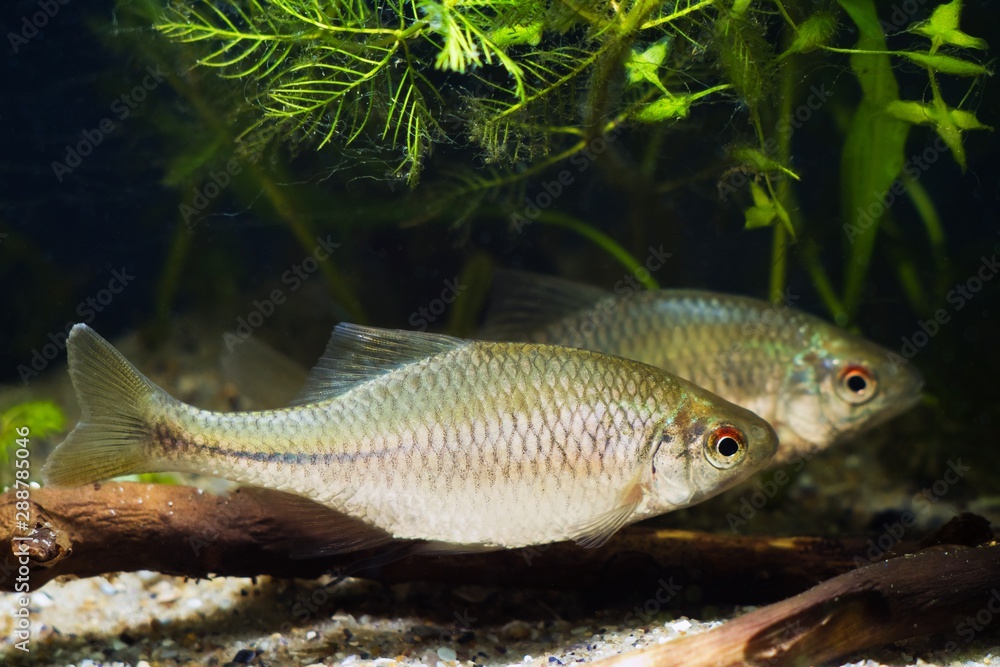 Rhodeus Fish pair of European bitterling, Rhodeus amarus, ornamental adult fish show ...