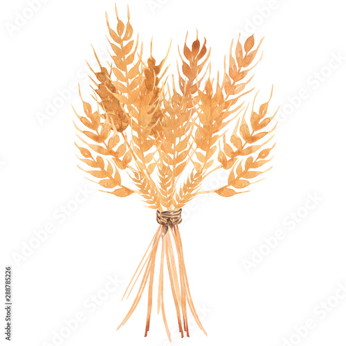 Obraz na plátně Hand drawn watercolor  yellow wheat ears bouquet illustration.