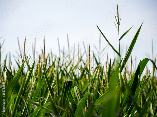 Cornfield Close Up, Tops of Stalks Against Sky