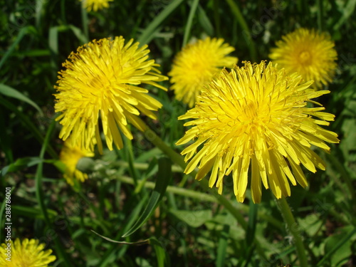 dandelions in the meadow  wildflowers  macro  summer background