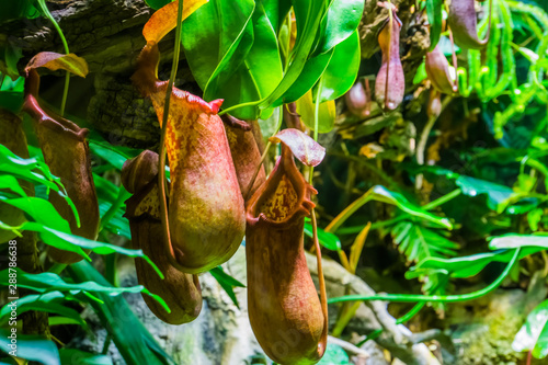 Photographie carnivorous plants, nephentes species, flowers of a tropical pitcher plant in cl