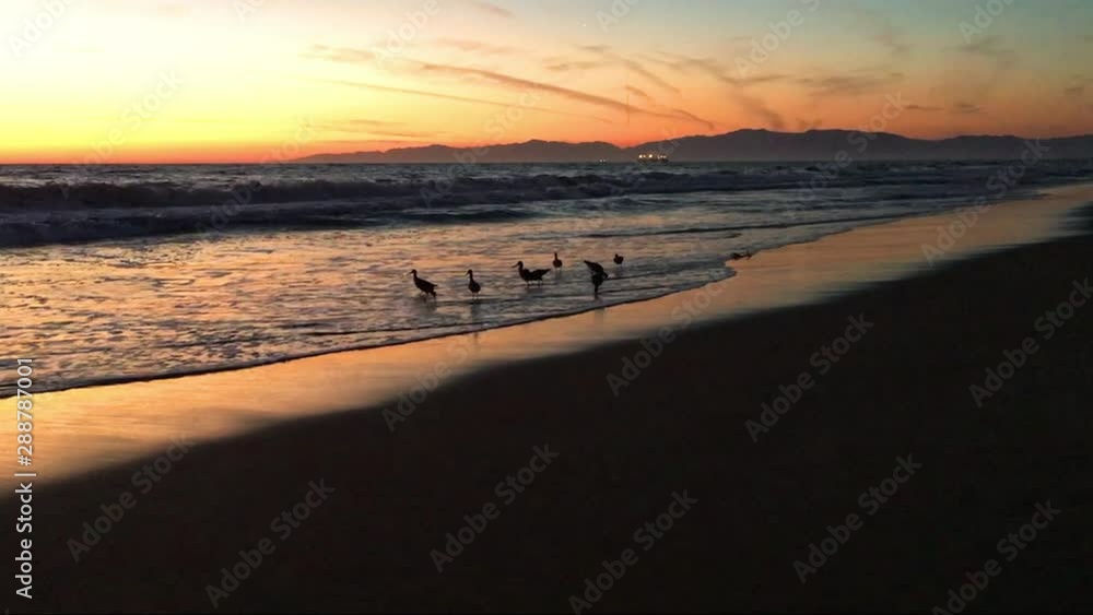 Peaceful beach sunset with birds. A group of sandpipers feeds in a solitary beach with calm waves, under a colorful sunset sky in Manhattan Beach, California 
