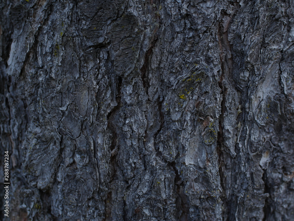 Bark Texture