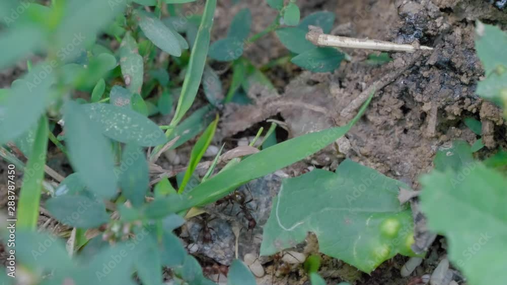 Ants are laying eggs in the anthill. Ants are laying eggs in the anthill.