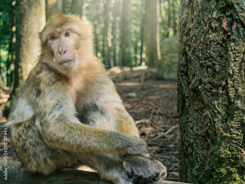 Portrait of Berber monkey with smooth sunlight  in the forest  © Peter Maszlen