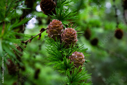 pine tree branch with cones
