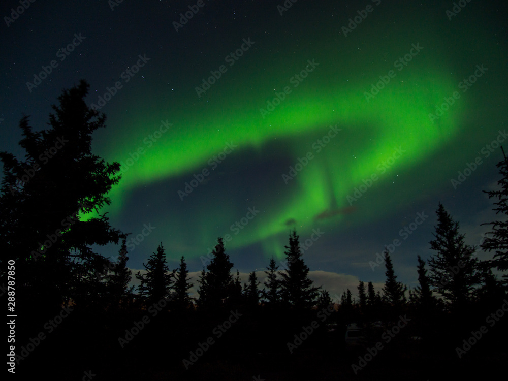 Northern Lights over Forest, Alaska Aurora Borealis Above Spruce Trees, Green Swirl