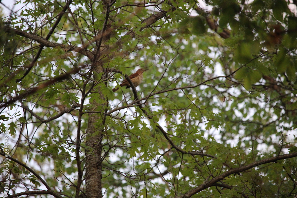 Brown Thrasher in Woods