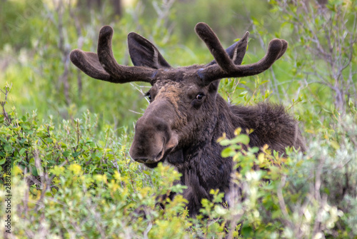 Obraz na plátně Bull Moose in Grand Teton National Park